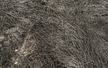 The ash of burned grass.