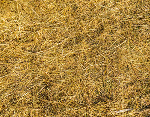 Dry yellow grass.