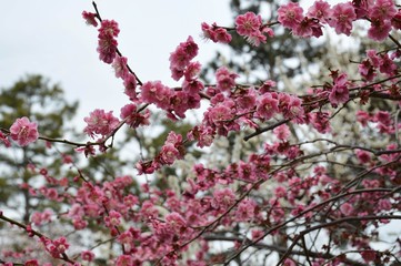 Kirschblüte im Kaiserpalast Garten von Tokio