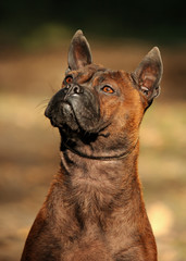 Portrait of a CHINESE CHONGQING DOG