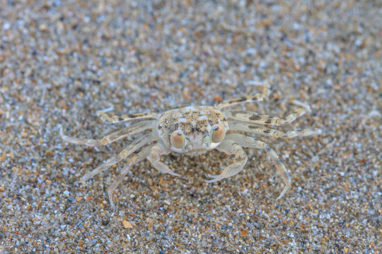 close up Ghost Crab