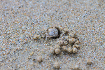 Ghost Crabs