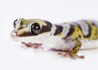 gecko portrait