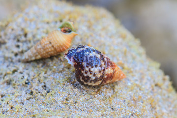 Hermit Crab in a screw shell
