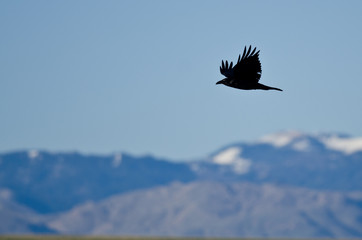 Fototapeta premium Black Common Raven and Snow Covered Mountains
