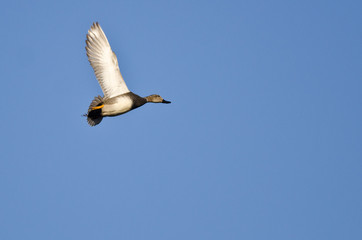 Lone Gadwall Flying in a Blue Sky