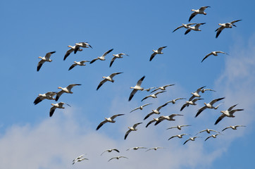 Flock of Snow Geese Flying Through the Sky