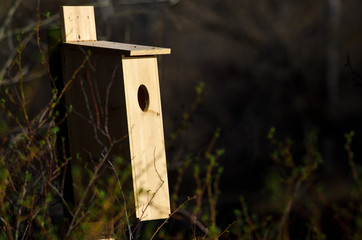 Nesting Box Standing in the Early Morning Sunlight