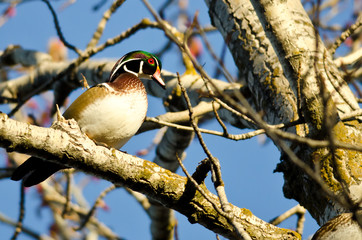 Male Wood Duck Perched in a Tree