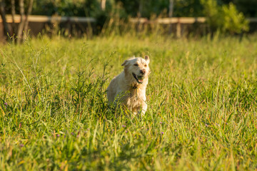 Fototapeta premium Golden Retriever fetching ball.