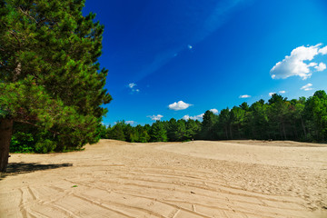 Sandy Clearing in Forest Landscape Scene