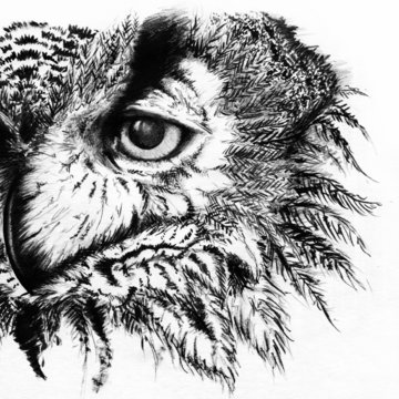 Owl monochrome black and white sketch