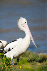 Fototapeta na wymiar Australian Pelican Standing, with warm light, Queensland