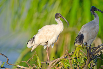 Australian White Ibis with warm Light, Queensland
