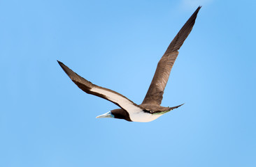 Fototapeta premium Brown Booby in Flight, Great Barrier Reef, AU