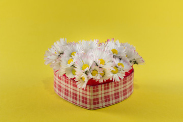 Heart of daisies