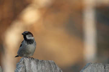 House Sparrow On Wooden Fence