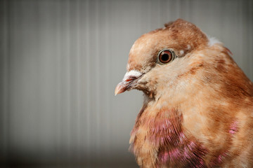 Rock Pigeon Close-Up