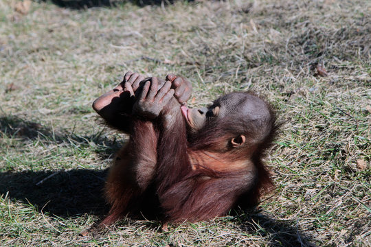 Two Year Old Orangutan Rolling On The Ground
