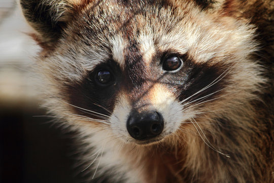 Sad Looking Raccoon Close-Up