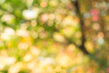 Obraz premium blurred yellow leaves tree crown background