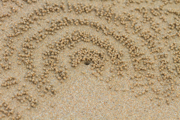 ghost crab hole