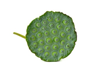 Lotus seeds and pods of lotus on white background © yodaswaj
