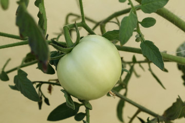 Tomato plant