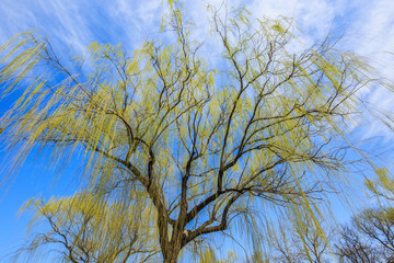 under a Weeping Willow tree