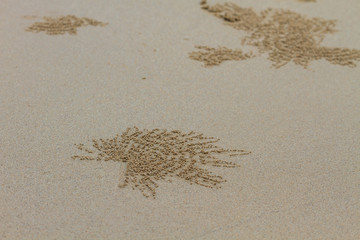 ghost crab hole