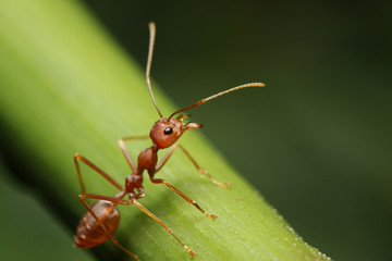 Ants walk on twigs in the garden of Thailand.