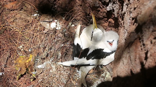 White-tailed tropicbird with its chick in the nest.