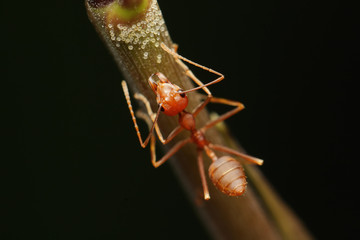 Ant walk on twigs in the garden of Thailand.