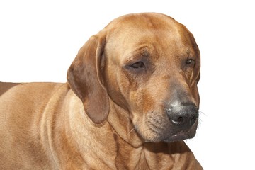 Rhodesian ridgeback, sad sight, detail, Isolated on white
