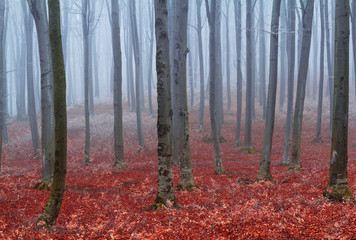 Red leaves and fog into the forest
