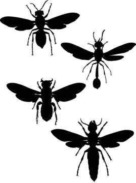 four wasp black silhouettes collection