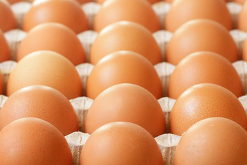 Farmers raw eggs in a tray