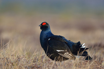 Black grouse portrait in the bog