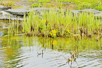 Фрагмент озера в парке