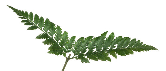 dark green isolated fern branch