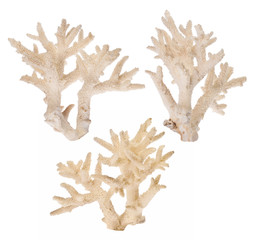 light isolated three coral branches © Alexander Potapov