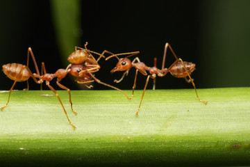 Ants walk on twigs in the garden of Thailand.