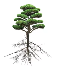 Printed kitchen splashbacks Bonsai bonsai green pine with root on white