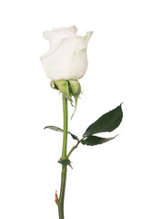 isolated white color rose with three green leaves