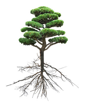 bonsai green pine with root on white