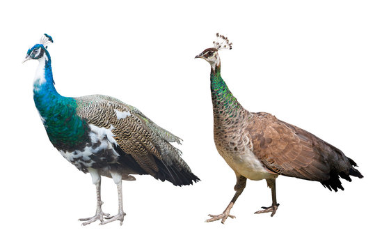 peacock male and female isolated on white