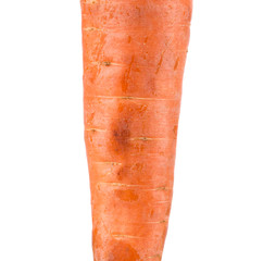 Fresh carrot.