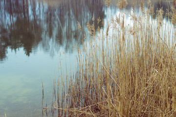forest lake