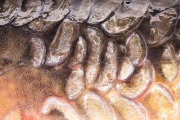 Gold background - fish scales