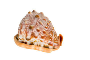 Sea cockleshells .